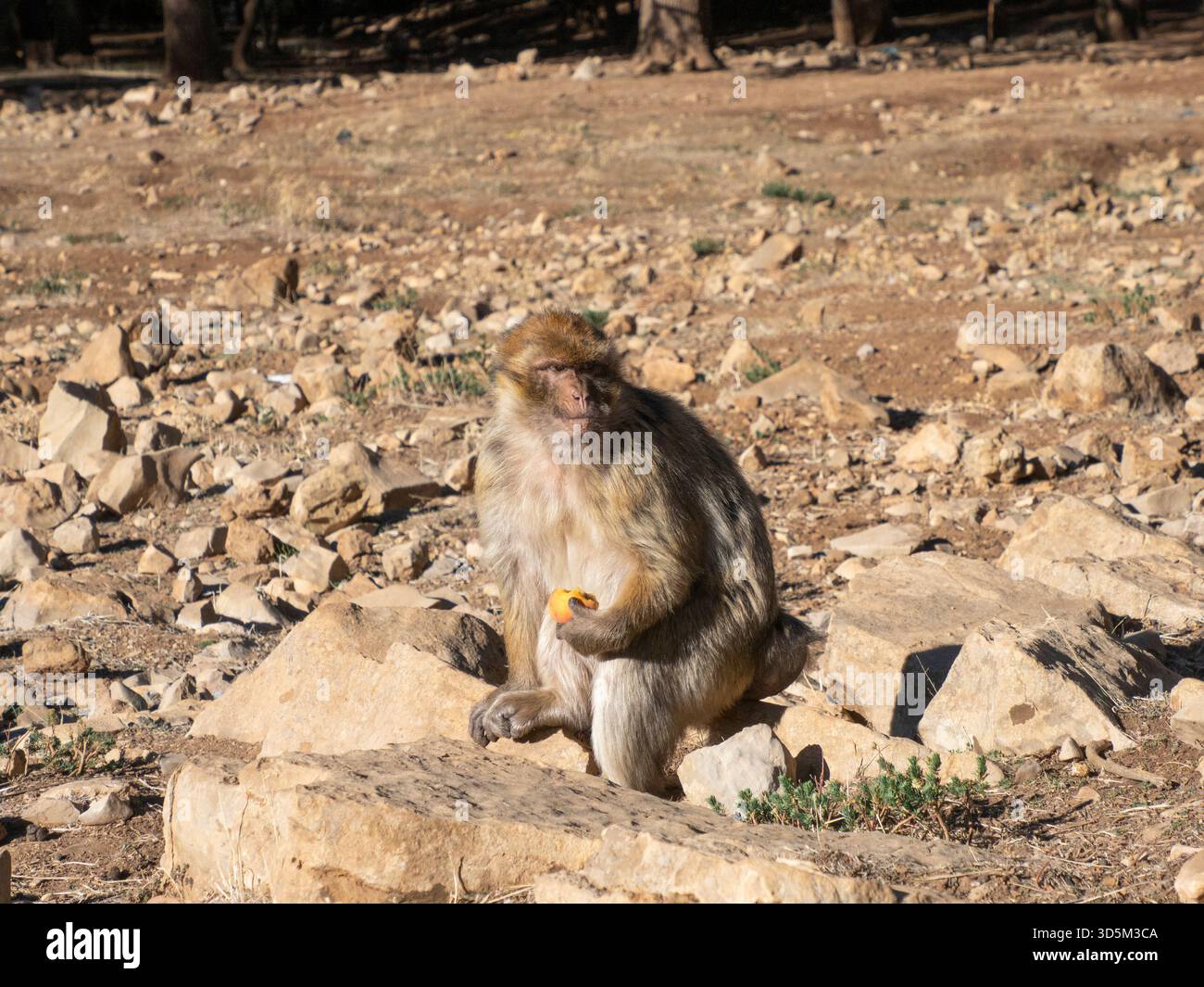Macaco barbario (Macaca sylvanus), le montagne del Medio Atlante, ad Azrou, Marocco Foto Stock