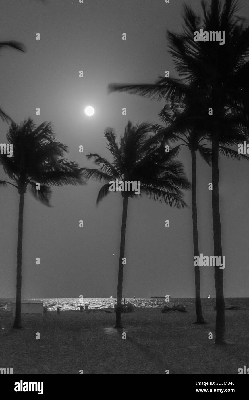 Luna che si innalza su palme e sabbia su una spiaggia di ft Lauderdale. Foto Stock