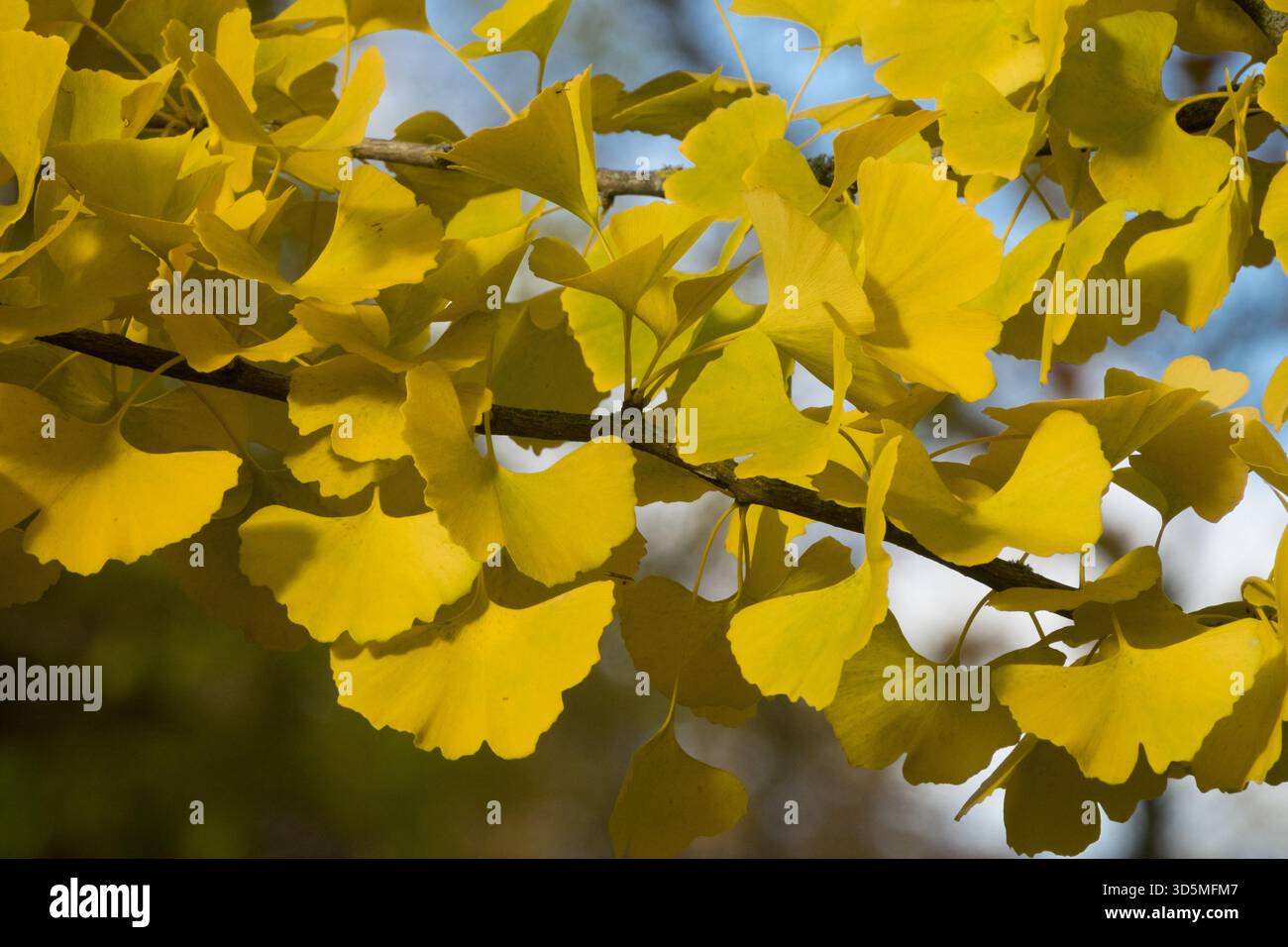 Foglie di Ginkgo biloba Maidenhair albero Autumn Change Colour giallo giallastro giallastro giallastro giallastro giallastro giallastro giallastro giallastro Foto Stock