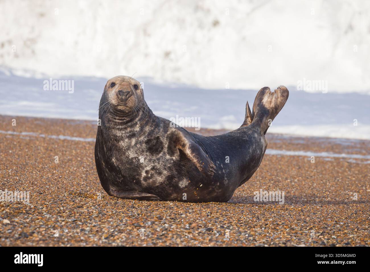 Foca grigia maschile distesa sulla spiaggia con onde che si schiantano sullo sfondo. Blakeney Point, Norfolk, Regno Unito Foto Stock