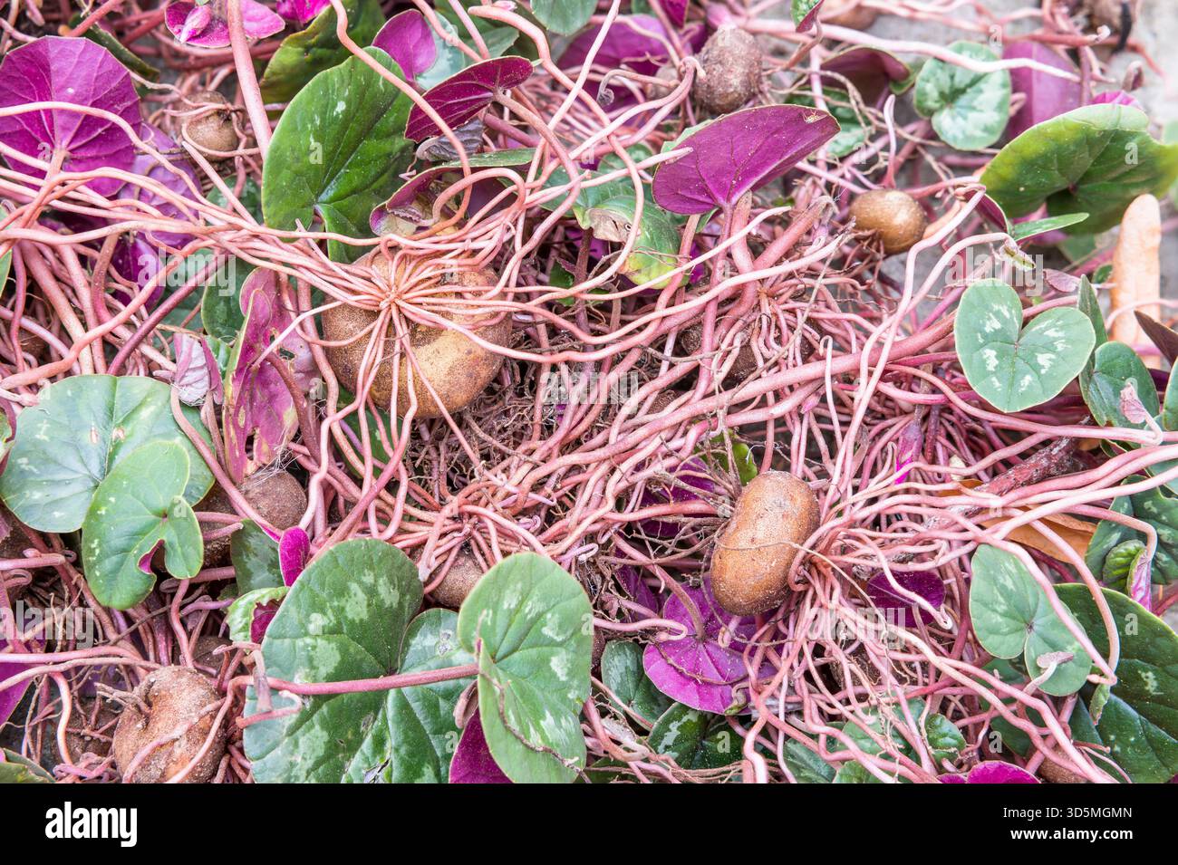 Cum ciclamino, primo piano di cormi ciclamini (bulbi o tuberi) con foglie pronte per essere piantate in un giardino, Regno Unito Foto Stock