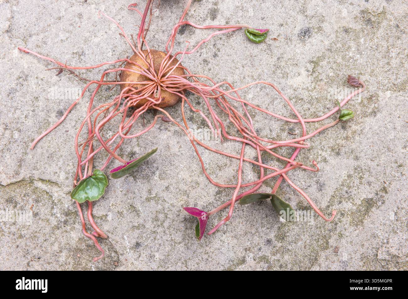 Cum ciclamino, primo piano del cormo ciclamino (bulbo o tubero) con foglie pronte per essere piantate in un giardino, Regno Unito Foto Stock