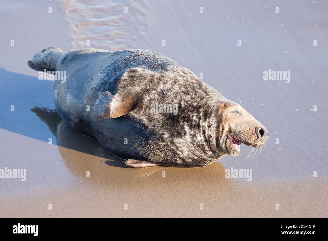 Maschio adulto, foca grigia con un'espressione sorridente su una spiaggia sabbiosa alla luce del sole. Horsey Gap, Norfolk, Regno Unito Foto Stock