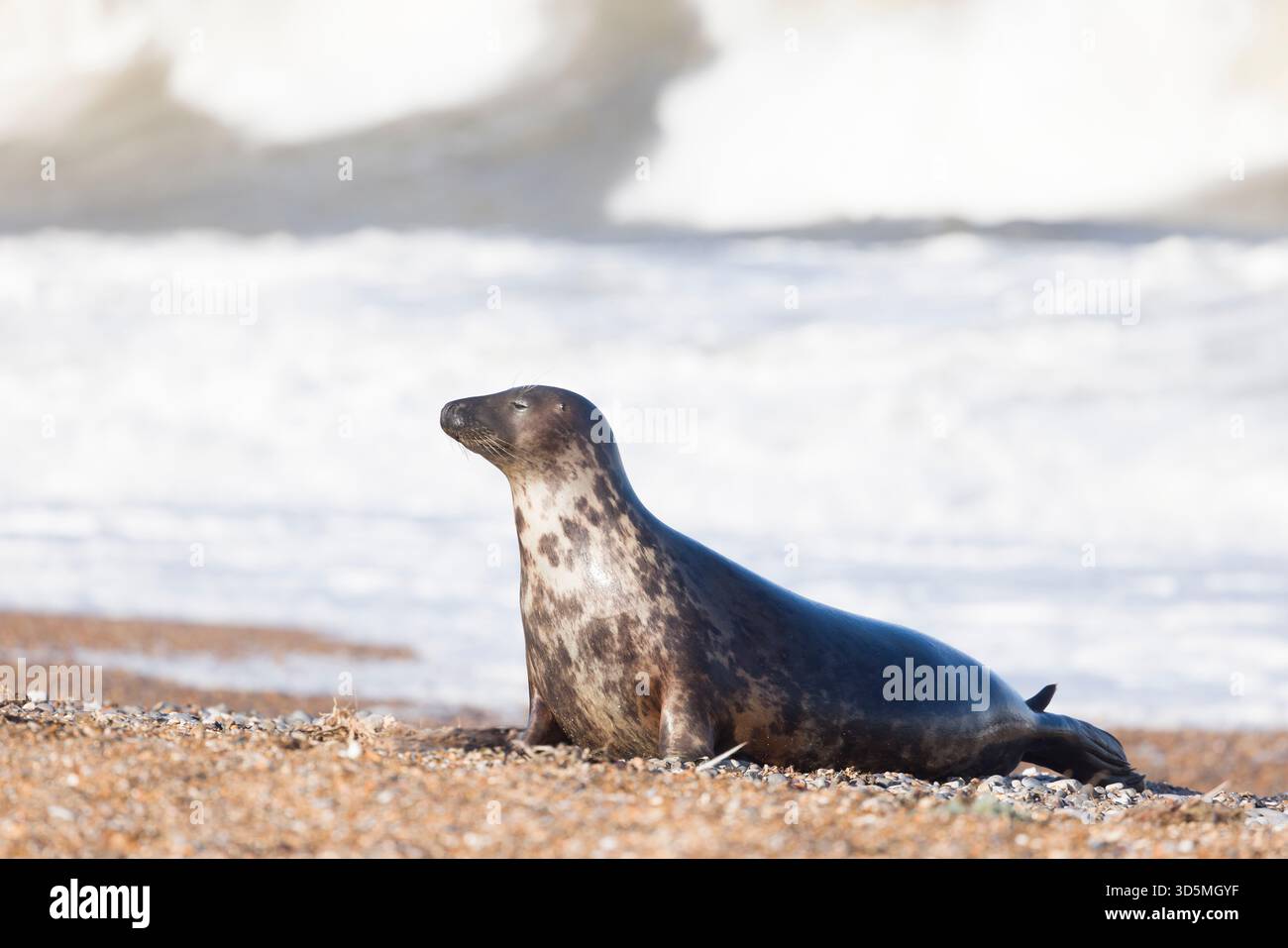 Femmina di foca grigia da sola sulla spiaggia sul bordo dell'acqua con onde che si infrangono sullo sfondo. Blakeney Point, Norfolk, Regno Unito Foto Stock