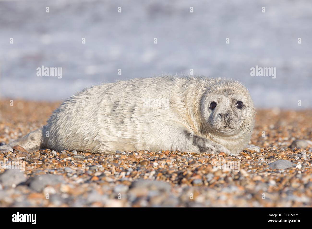 Cucciolo di foca grigia (Halichoerus grypus) da solo in spiaggia in inverno. Avvistamento delle foche sulla costa di Norfolk, Regno Unito Foto Stock