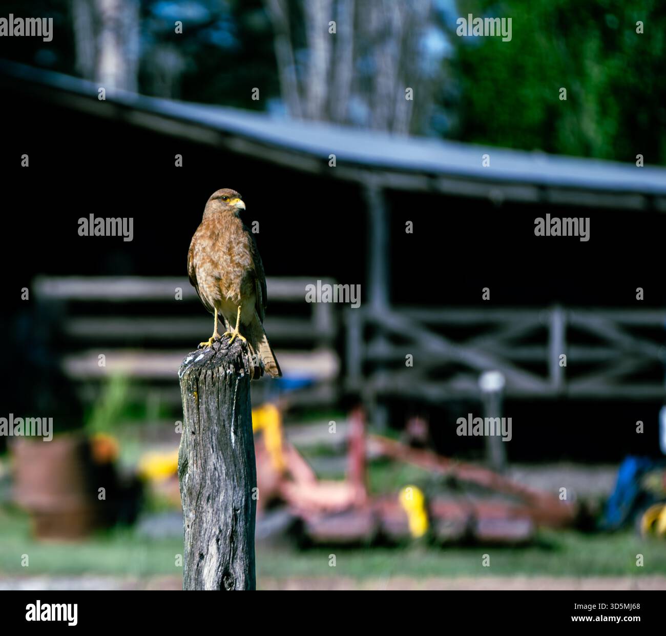 Brown Bird appollaiato sul Wooden Fence Post al Rural Ranch Foto Stock