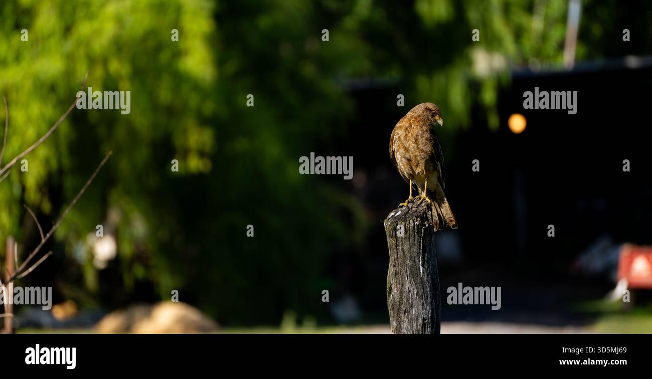 Un uccello marrone si erge in allerta su un vecchio palo di recinzione in legno in un ranch rurale argentino. Con un fienile sfocato e attrezzature sullo sfondo. Foto Stock