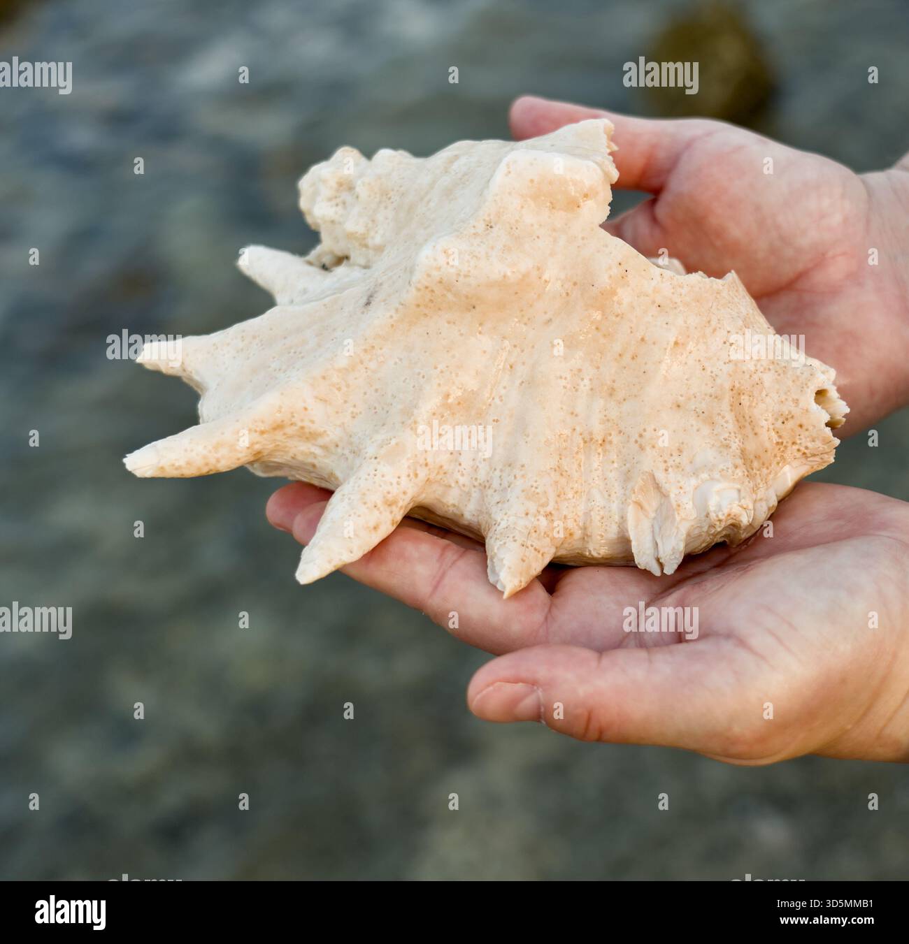 Un guscio leggermente danneggiato di un ragno gigante (Lambis truncata) poggia su una superficie leggera, mostrando le sue creste testurizzate e l'usura naturale. Foto Stock