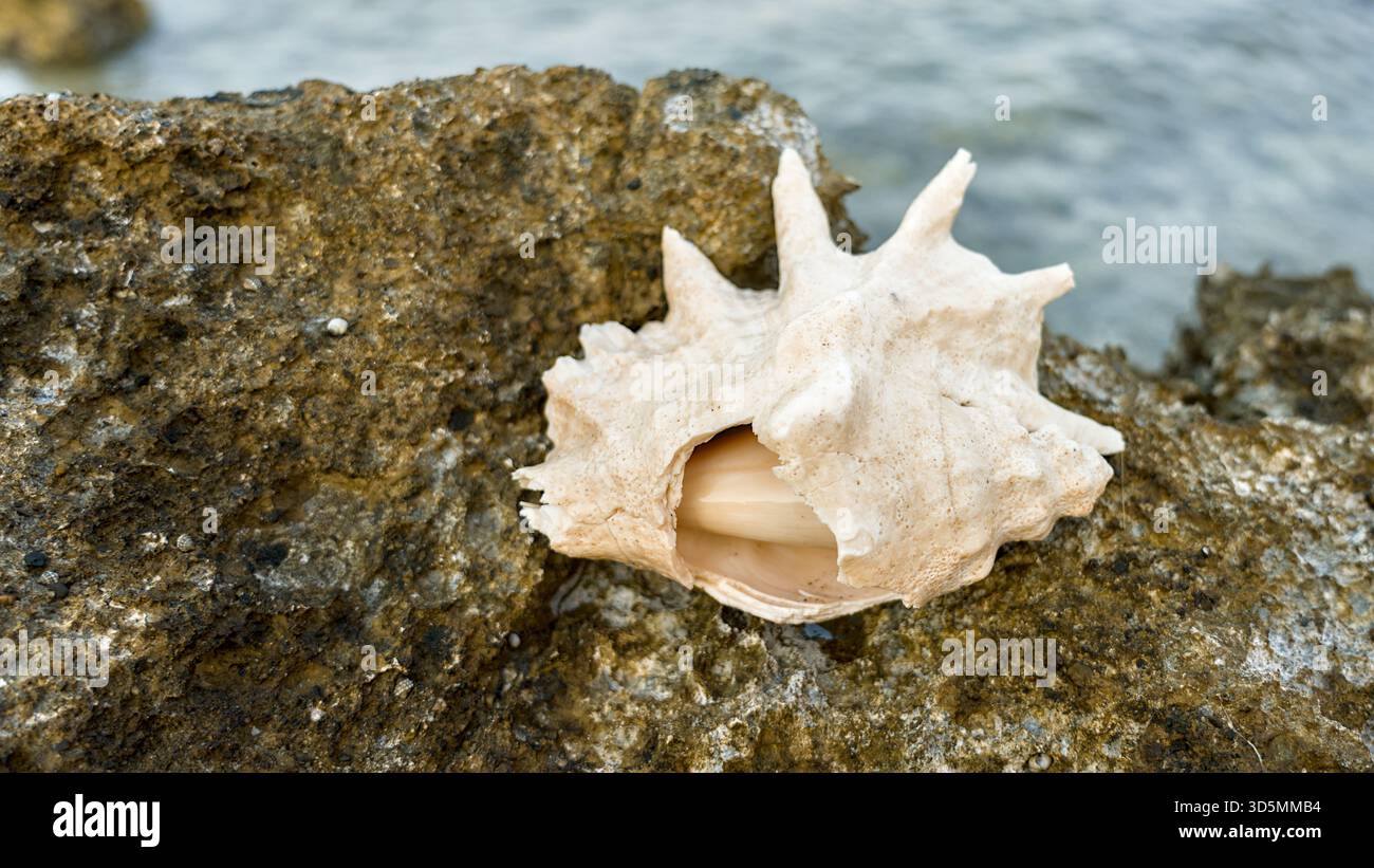 Un guscio leggermente danneggiato di un ragno gigante (Lambis truncata) poggia su una superficie leggera, mostrando le sue creste testurizzate e l'usura naturale. Foto Stock