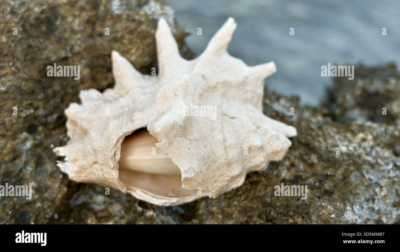 Un guscio leggermente danneggiato di un ragno gigante (Lambis truncata) poggia su una superficie leggera, mostrando le sue creste testurizzate e l'usura naturale. Foto Stock