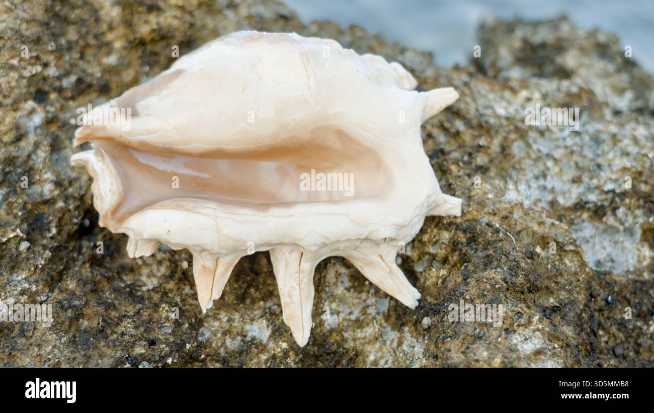 Un guscio leggermente danneggiato di un ragno gigante (Lambis truncata) poggia su una superficie leggera, mostrando le sue creste testurizzate e l'usura naturale. Foto Stock