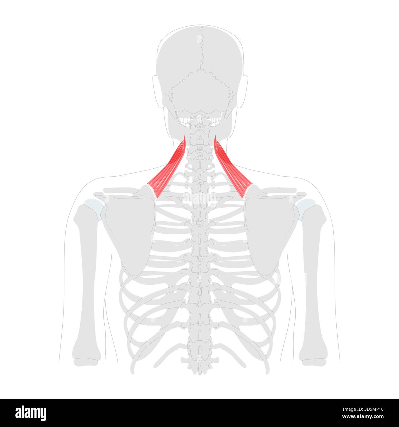Scapole del levatore - muscolo umano del collo e della spalla mostrato nel diagramma anatomico, solleva la scapola e inclina la cavità glenoidea in basso, essenziale per l'educazione alla postura e al movimento Illustrazione Vettoriale