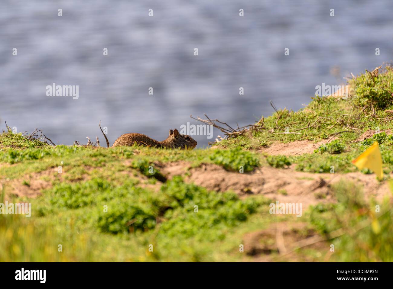 Uno scoiattolo di terra californiano, Otospermophilus beecheyi, su terreni erbosi della riserva ecologica di Bolsa Chica a Huntington Beach. Credito: Erik Morgan Foto Stock