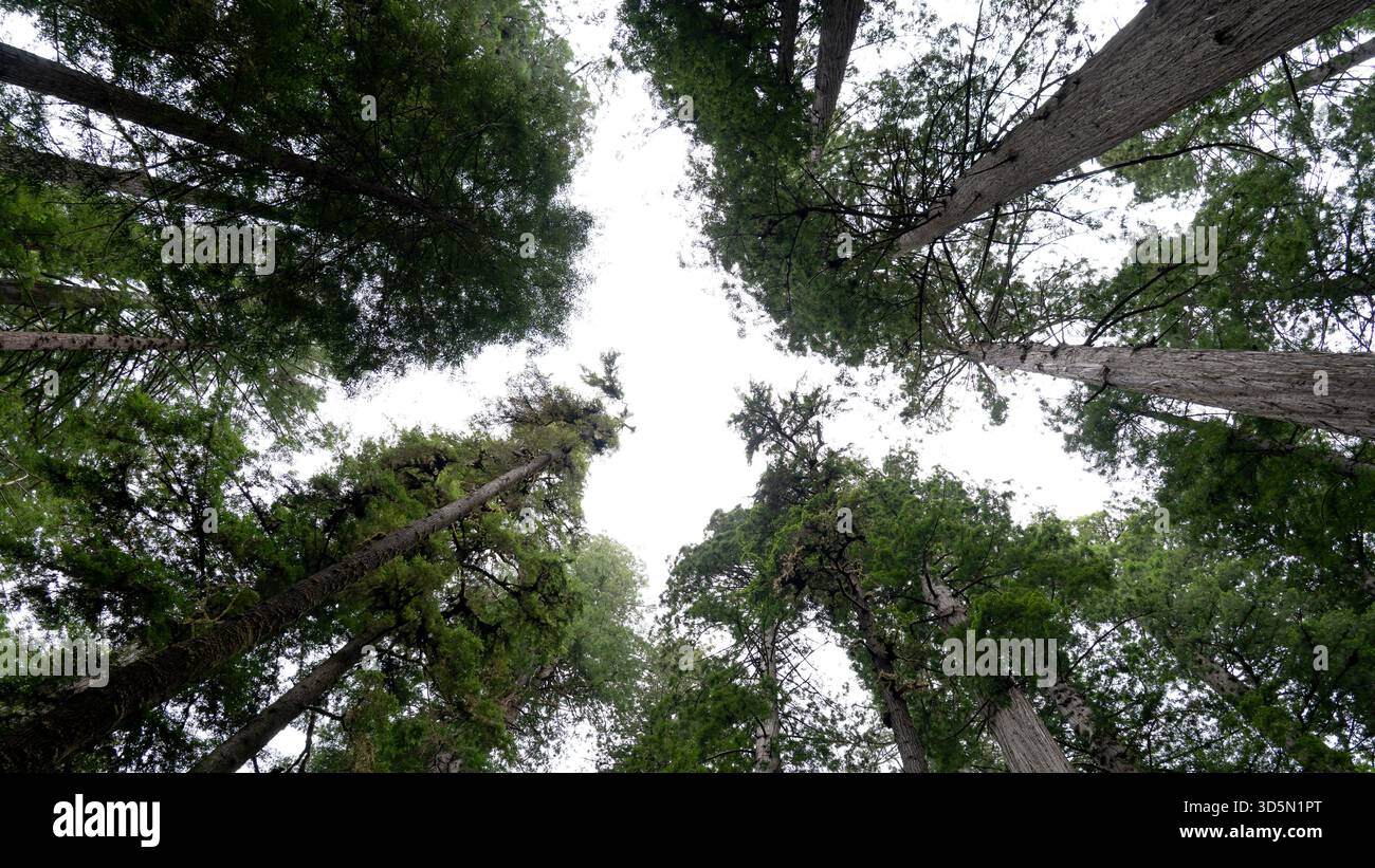 Vista diretta sulla fitta foresta di sequoie nel Prairie Creek Redwoods State Park nel Redwood National Park. Orick, California. Foto Stock