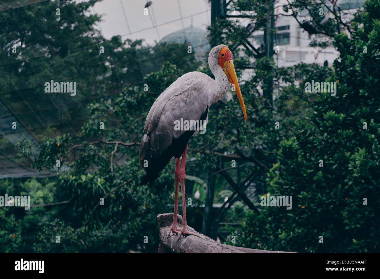Una cicogna dal becco giallo si appoggia graziosamente in mezzo a dense fogliame e reti, con i suoi colori vivaci e la postura verticale su schermo intero. Foto Stock