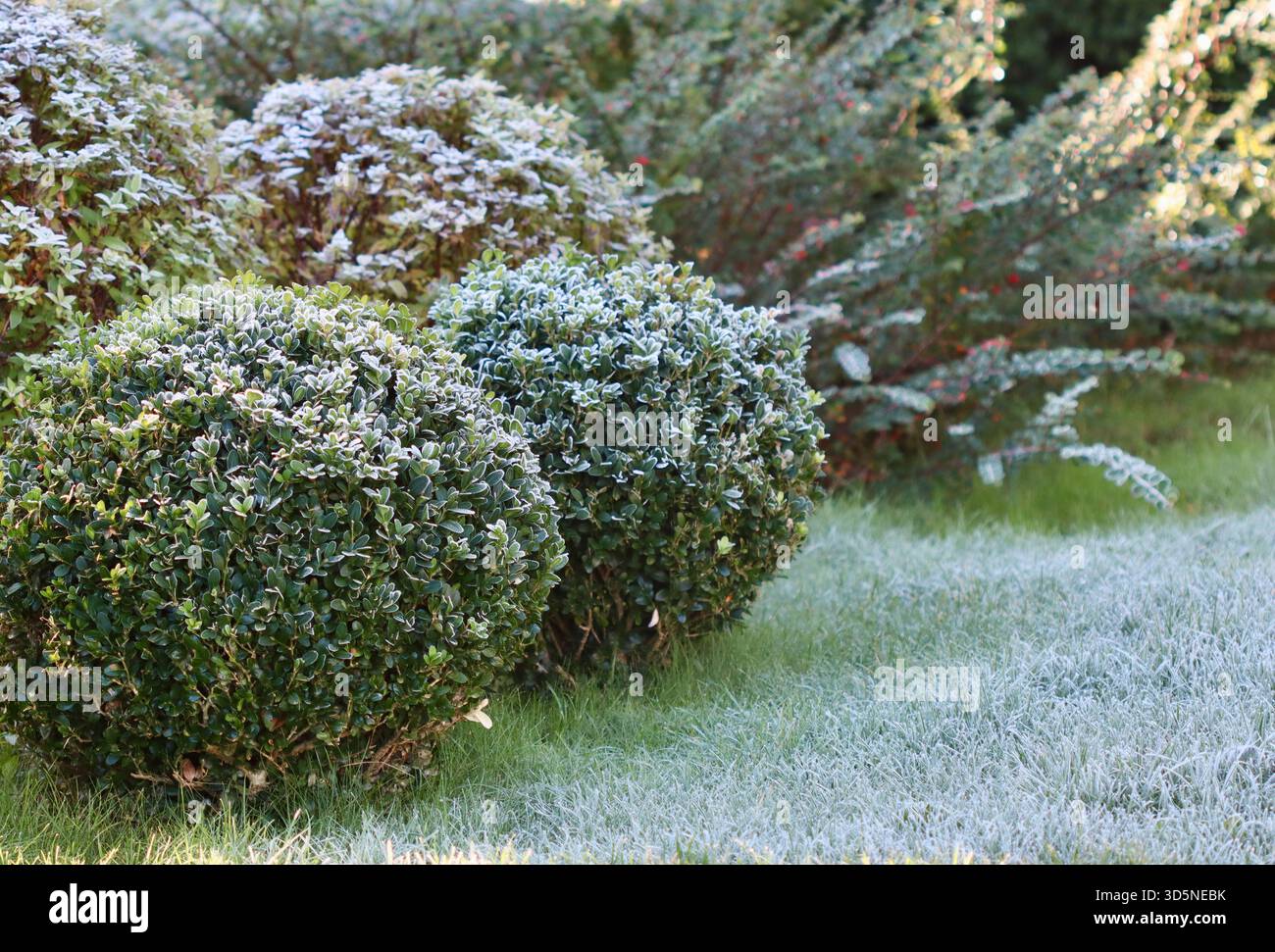 Due cespugli sferici di bosso e il prato circostante sono leggermente ricoperti da una fresca gelata mattutina, suggerendo l'arrivo del primo inverno o di un freddo Foto Stock
