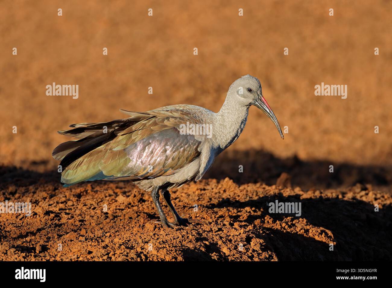 Un hadeda ibis (Bostrychia hagedash) in un habitat naturale, in Sudafrica Foto Stock