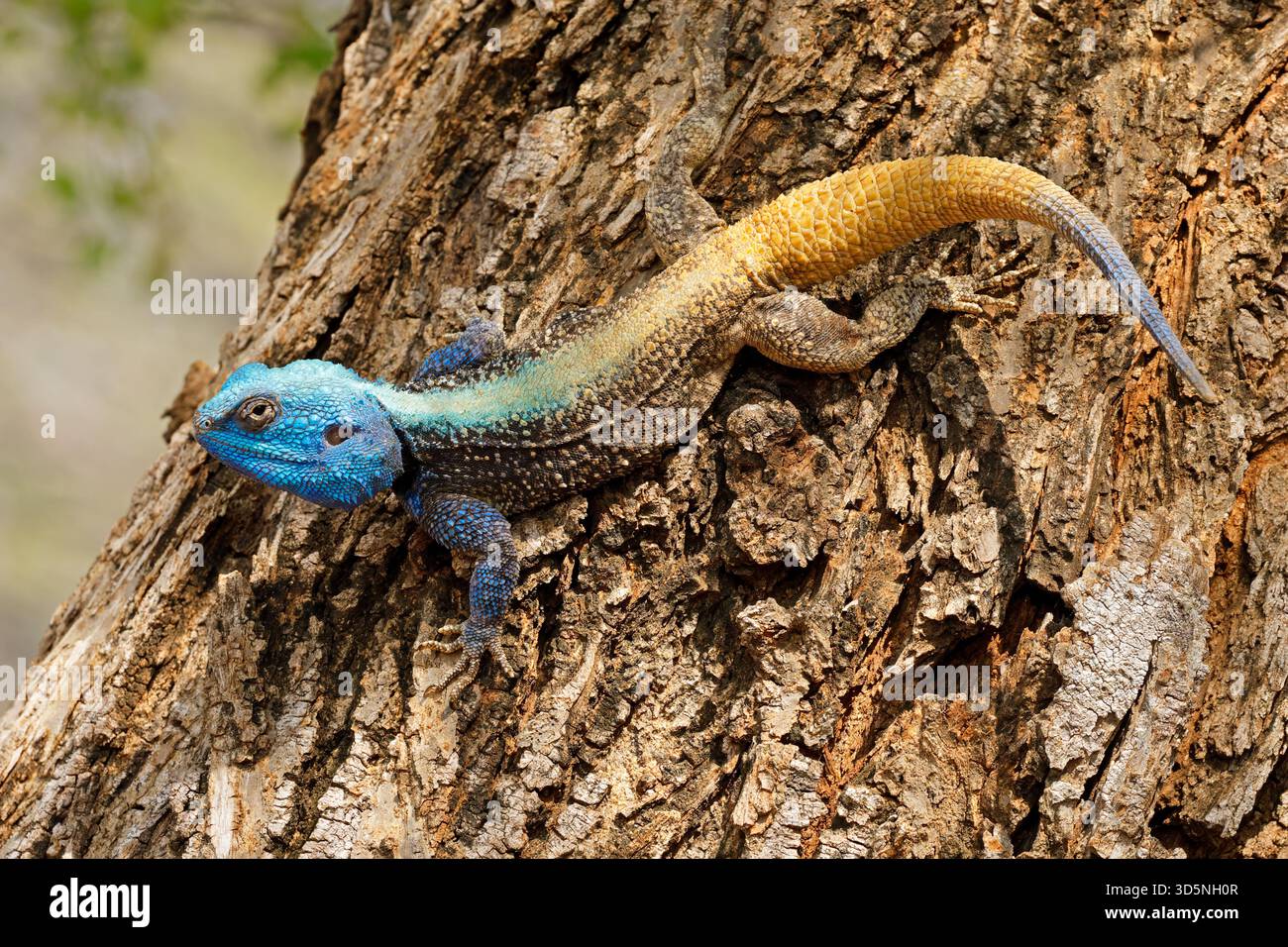 Un colorato albero del sud maschile agama (Acanthocercus atricollis) in un albero, il Parco Nazionale di Kruger, Sud Africa Foto Stock