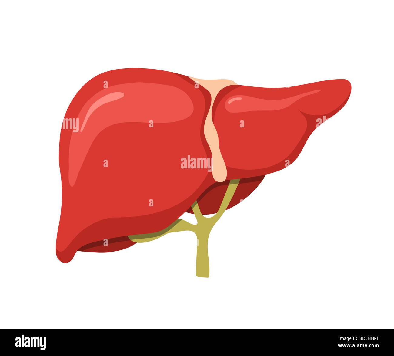 Anatomia epatica umana. Icone di trattamento delle malattie per l'illustrazione medica e l'assistenza sanitaria. Progettazione vettoriale Illustrazione Vettoriale