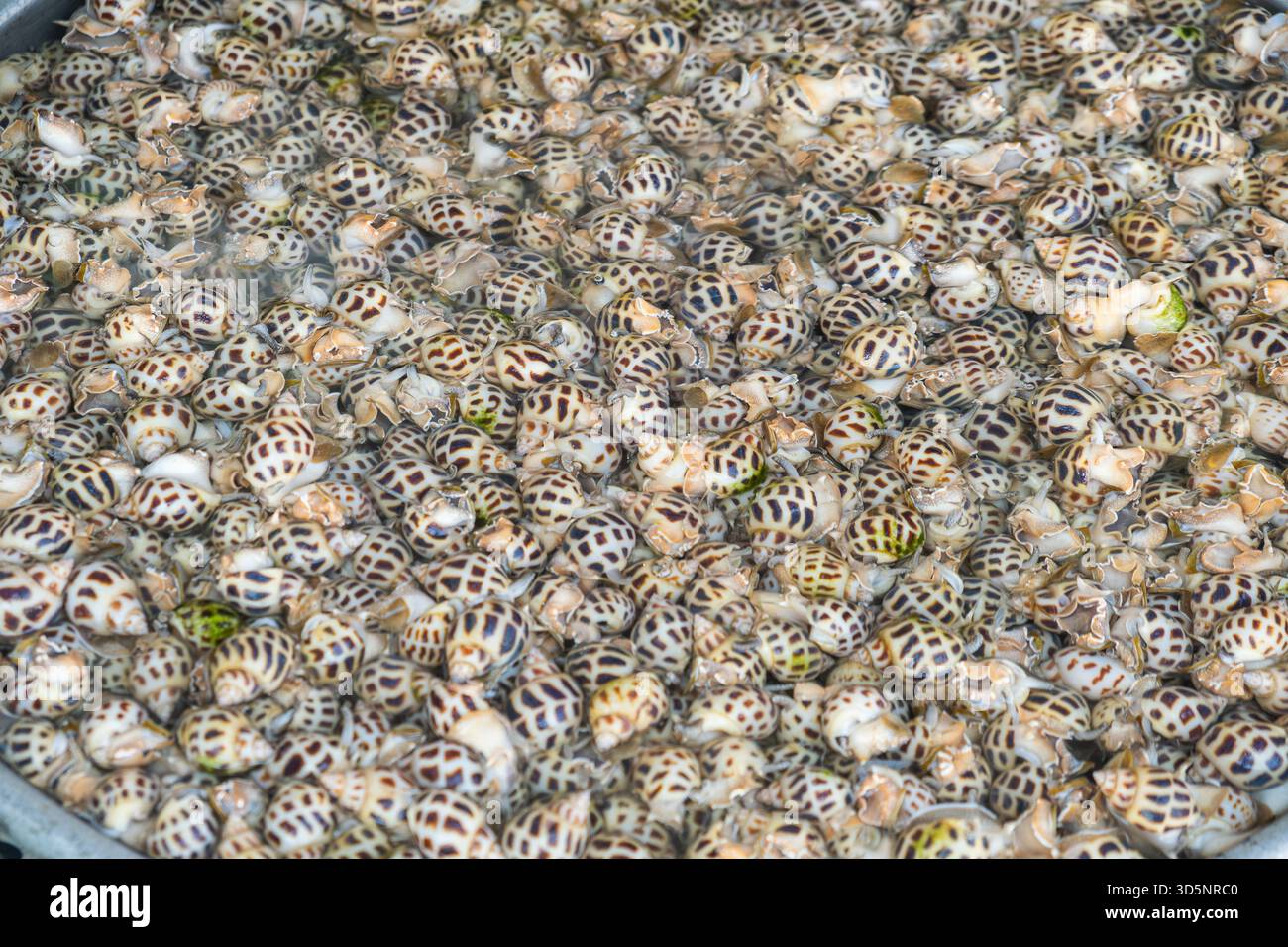 Gruppo di lumache marine vive avvistate Babylonia areolata sommersa in acqua presso il tradizionale mercato vietnamita del pesce. Molluschi in mostra al mercato alimentare Foto Stock