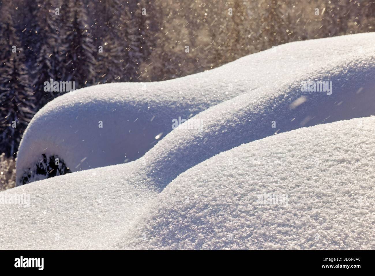 Nevicata con fiocchi di neve nell'aria un inverno freddo in un bosco Foto Stock