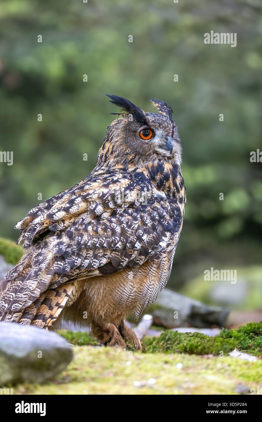 Il timido gufo eurasiatico (bubo bubo) è immerso nella fauna selvatica. Verticalmente. Foto Stock
