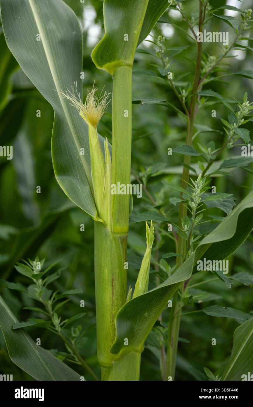 Primo piano di una giovane pianta di mais con orecchie in via di sviluppo e seta di mais fresca che cresce in un campo verde Foto Stock