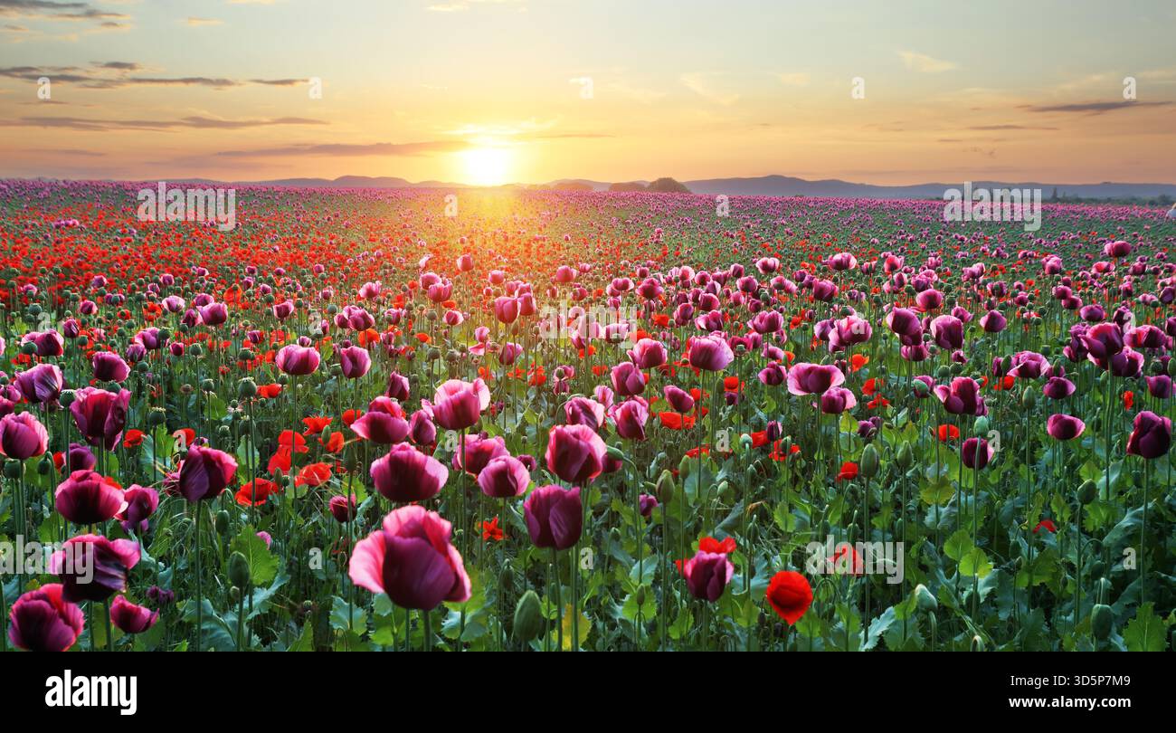 Bellissimo campo di papavero all'alba Foto Stock
