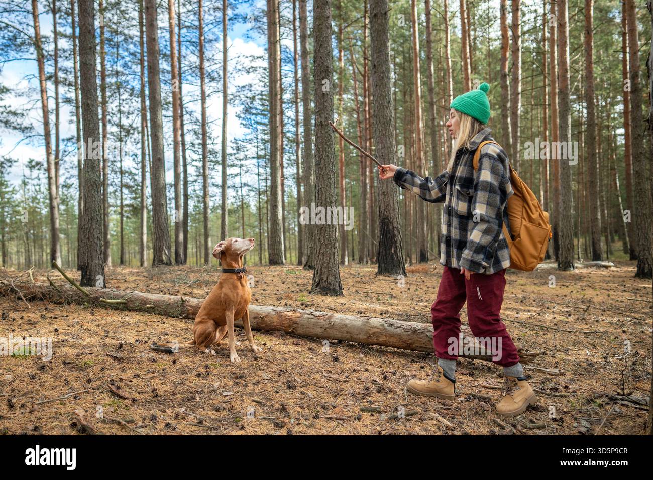 Donna che allena il cane sulla bonifica della foresta, solleva il bastone e impartisce i comandi per praticare l'obbedienza Foto Stock