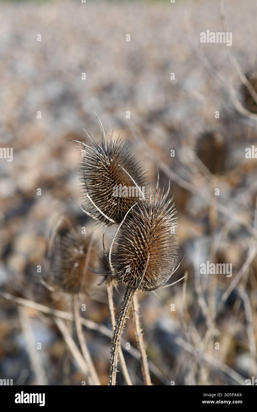 Cialde di semi di cardo Foto Stock