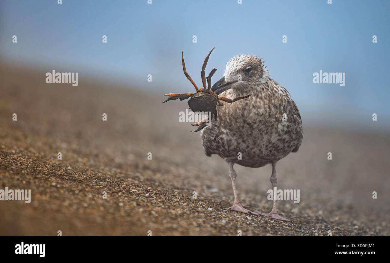 Una lotta tra un gabbiano e un granchio, dove il granchio si è perso e si è trasformato in cibo, la foto migliore. Foto Stock