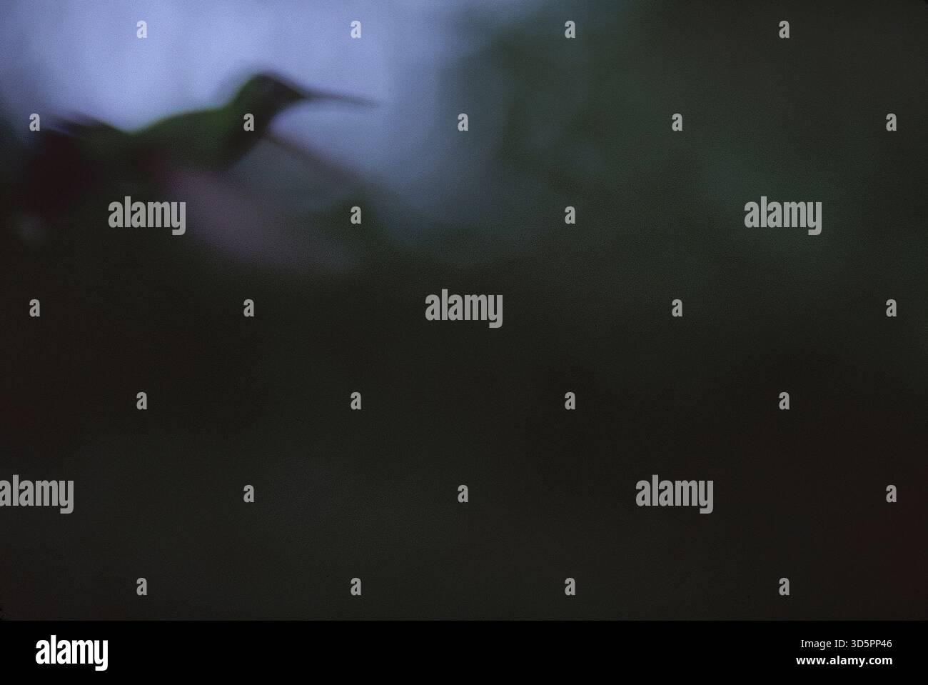 Un colibrì che vola in un luogo buio, l'America centrale. (sfocatura in movimento) Foto Stock