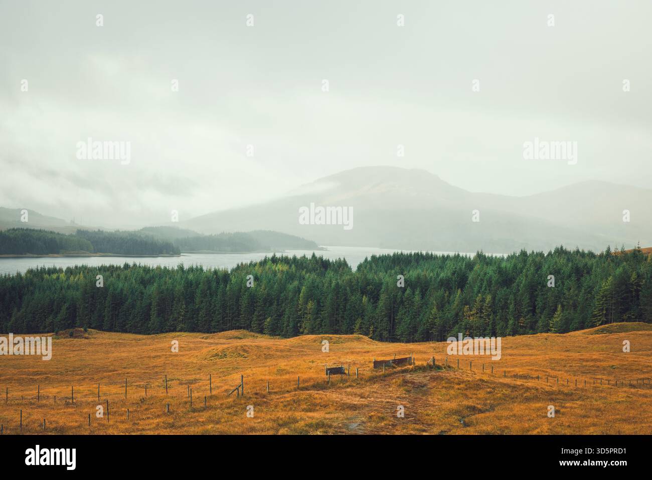 tre colori dell'autunno nella stessa foto Foto Stock