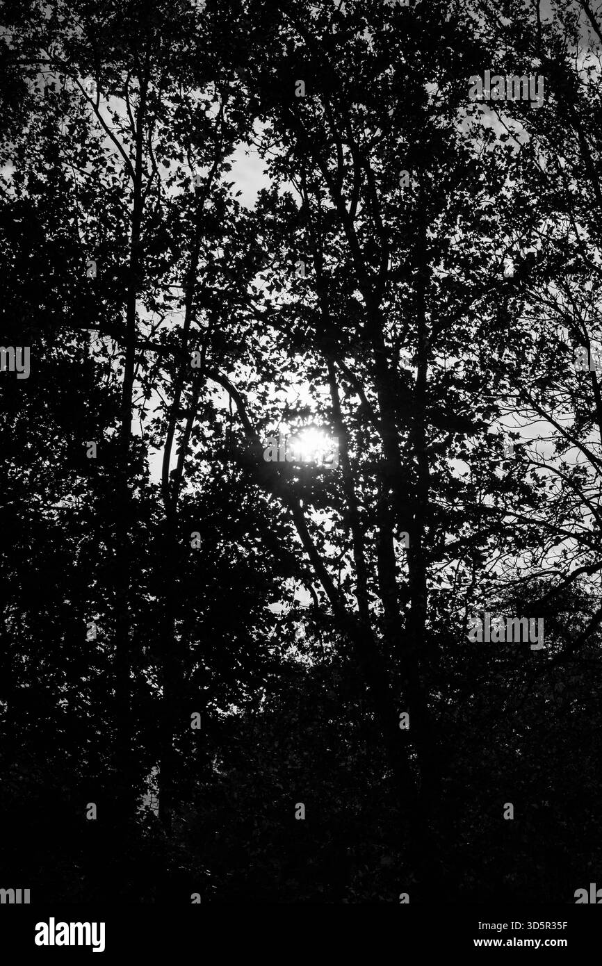 la luce del sole splende tra i rami densamente alberati in bianco e nero Foto Stock