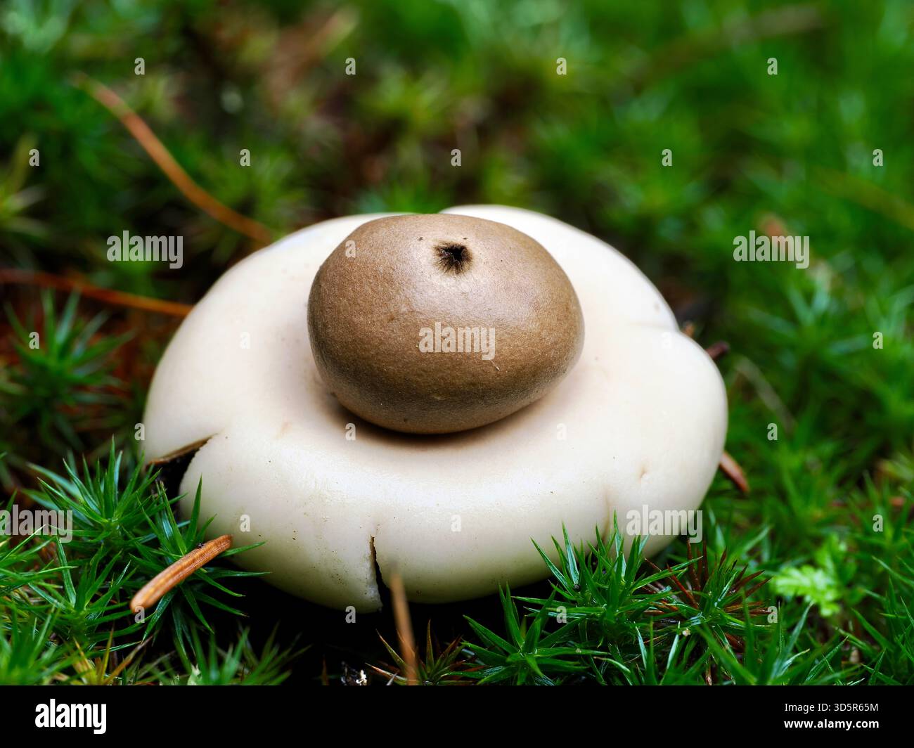 Geastrum fimbriatum, il fungo sessile delle Earthstar, con sacco di spore e razze simili a stelle su lettiera di pino muschiato nel bosco del Regno Unito Foto Stock