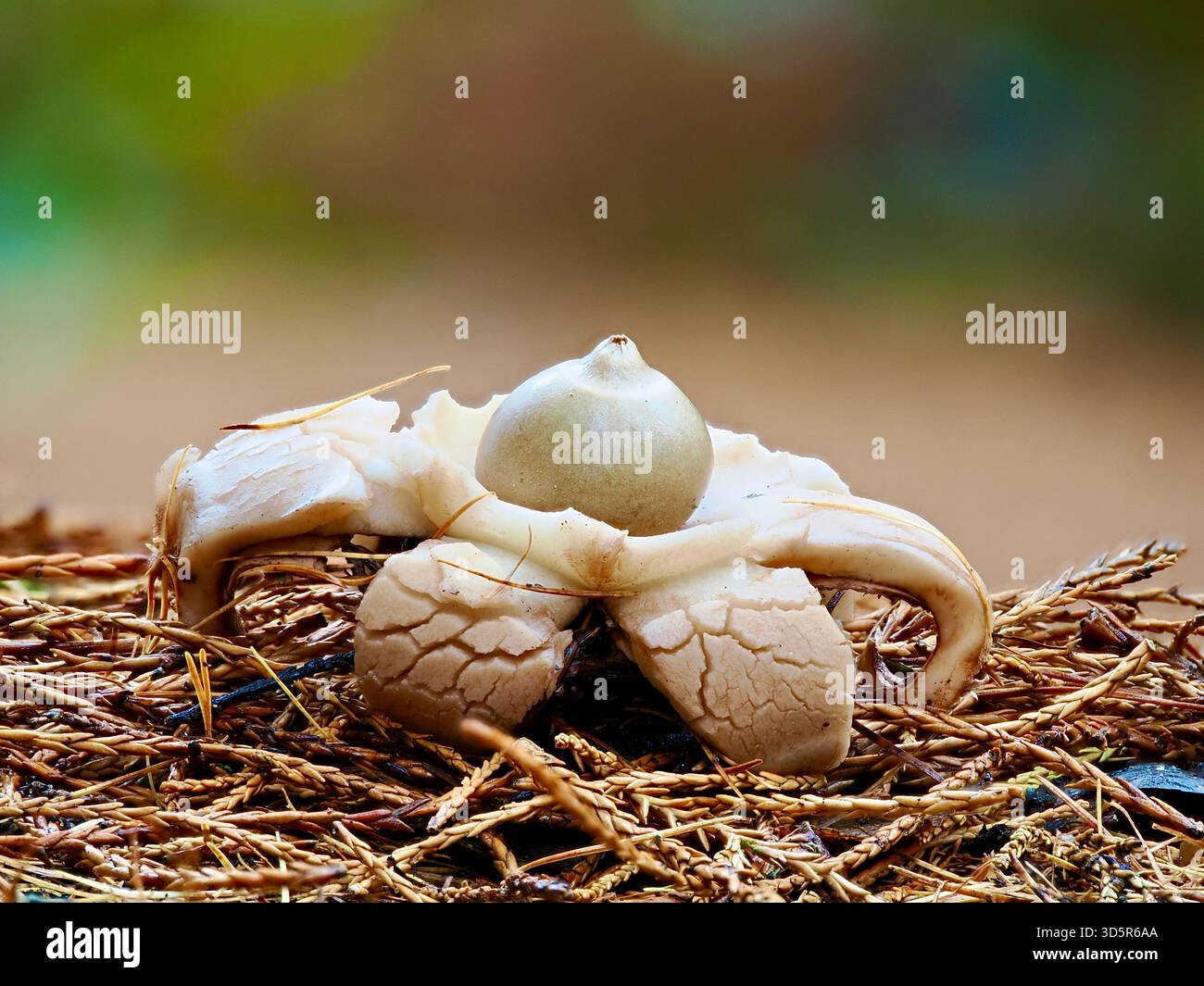Geastrum triplex, il fungo con colletto Earthstar con razze incrinate e sacco sporo, su lettiera di pino nell'habitat boschivo del Regno Unito Foto Stock