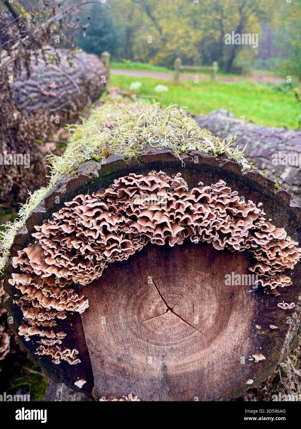 Chondrostereum purpureum, un fungo di decadenza del legno e agente causale della malattia delle foglie d'argento, che spesso colpisce gli alberi da frutto, colonizzando il legno duro nel bosco del Regno Unito Foto Stock