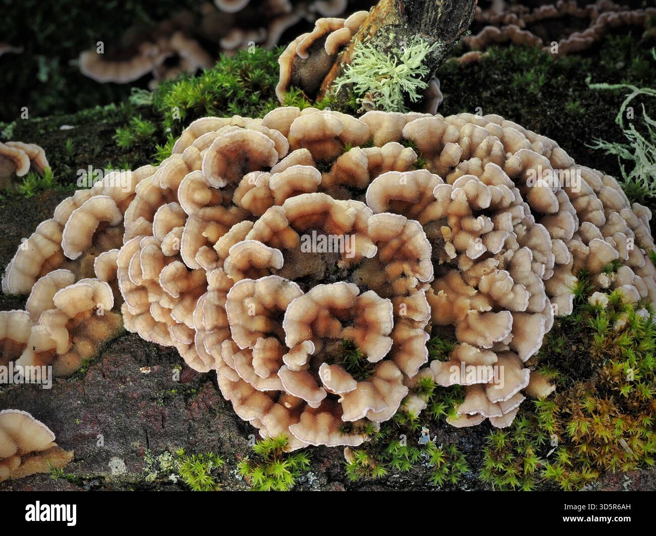 Chondrostereum purpureum, un fungo di decadenza del legno e agente causale della malattia delle foglie d'argento, che spesso colpisce gli alberi da frutto, colonizzando il legno duro nel bosco del Regno Unito Foto Stock