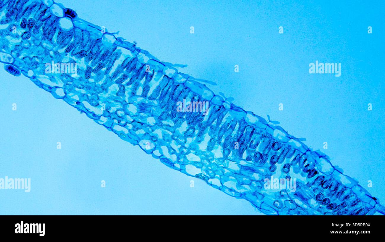 Foglia di Ipomoea sotto microscopio ottico Foto Stock