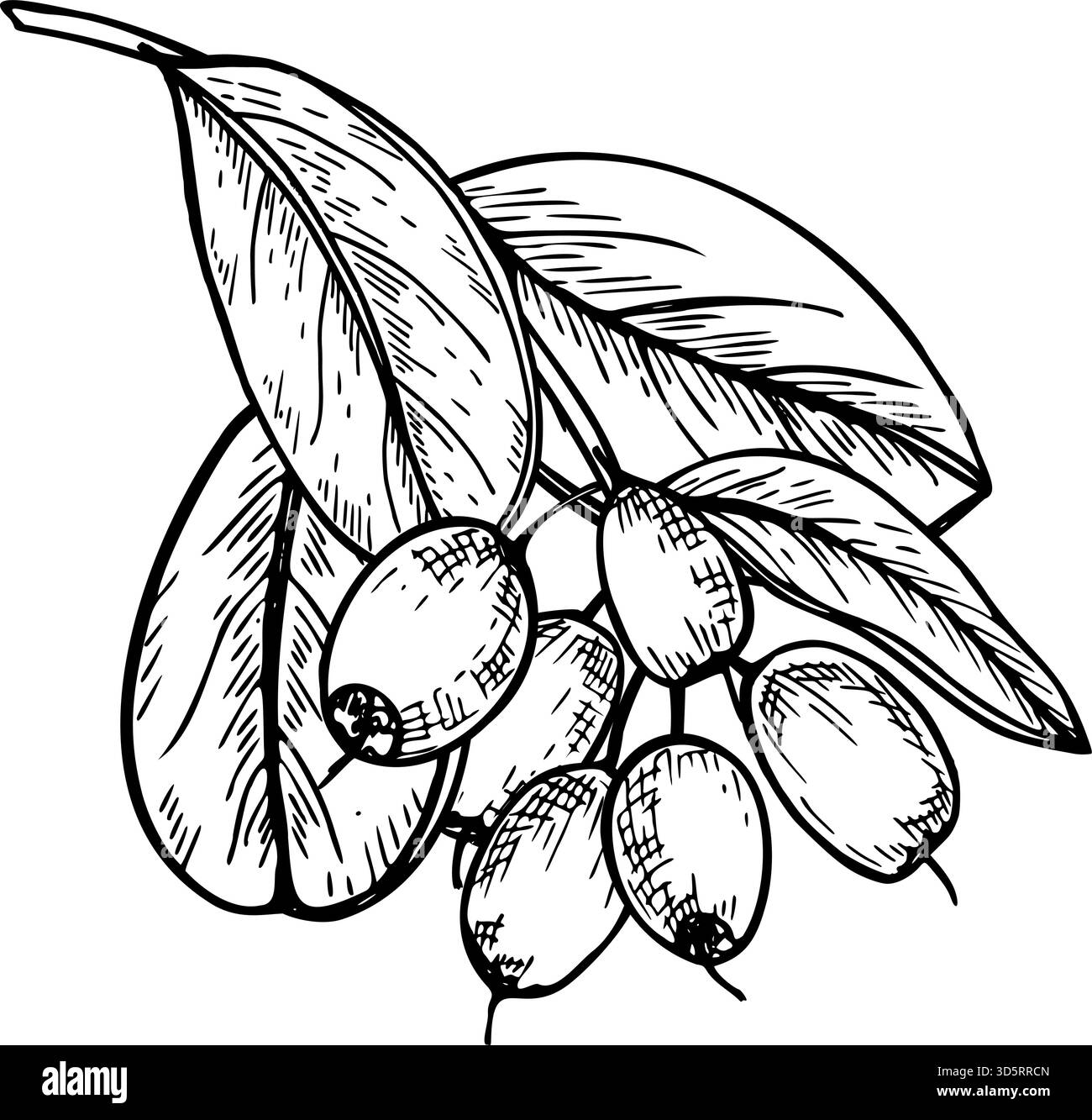 Ramo monocromatico di mirtilli con mazzo di mirtilli maturi e illustrazione isolata con foglie vettoriali dipinta con inchiostri neri. Bacche trafilate a mano su ramoscello Illustrazione Vettoriale