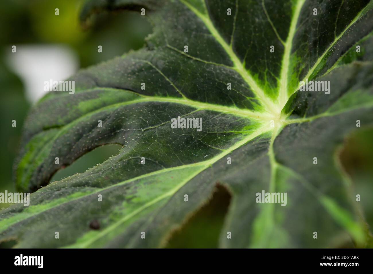 Caratteristiche foglie verdi lobate con vene più leggere e steli pelosi, fogliame tropicale da vicino. Foto Stock