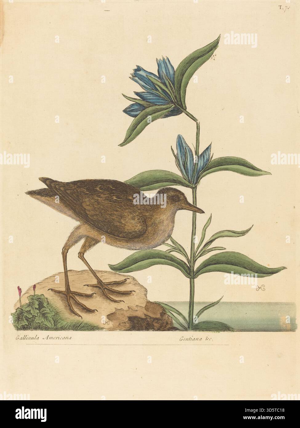Pubblicato tra il 1731 e il 1743 illustrazione di Mark Catesby raffigurante la sorea (Rallus virginianus). Il lavoro enfatizza l'anatomia degli uccelli, il piumaggio, la postura, la colorazione e l'habitat. Foto Stock