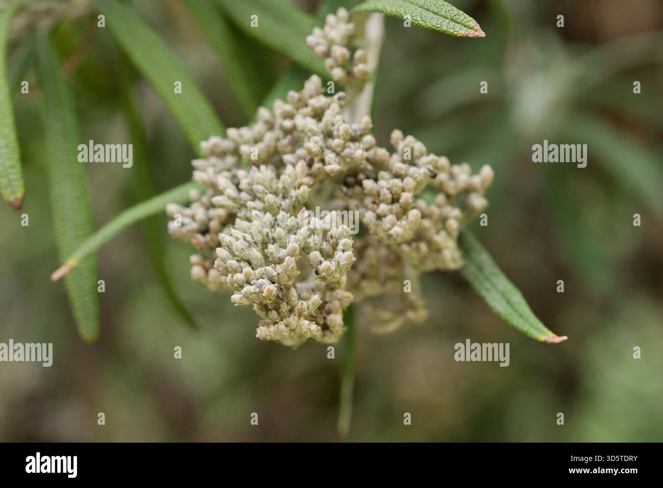Arbusto sempreverde con sottili foglie grigio-verdi e densi ammassi di fiori pallidi, fiorisce dalla fine dell'inverno alla primavera. Foto Stock