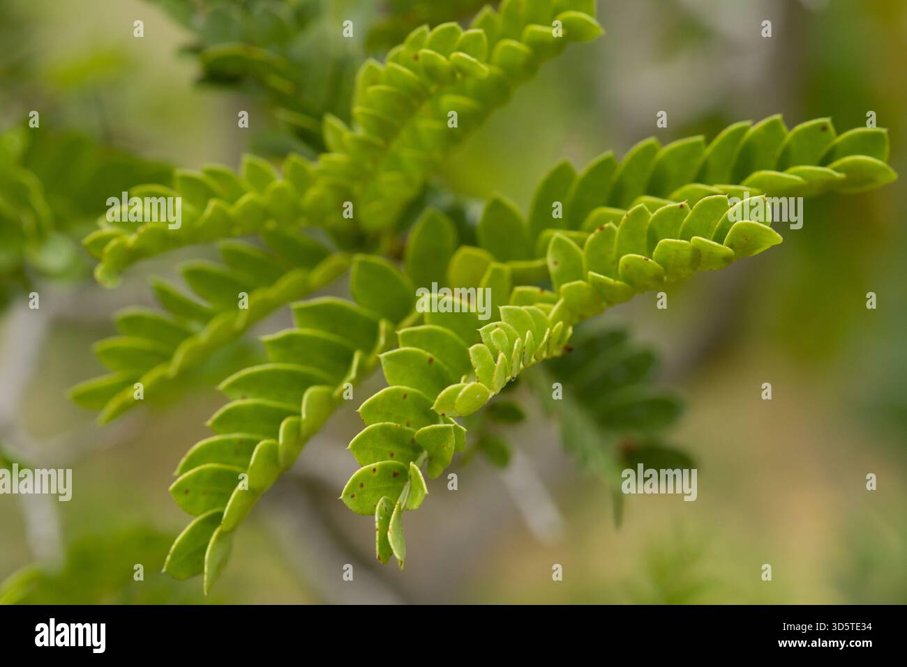 Arbusto o piccolo albero del Sud Africa con foglie pinnate e fiori ricchi di nettare rosso attraenti per gli uccelli. Foto Stock
