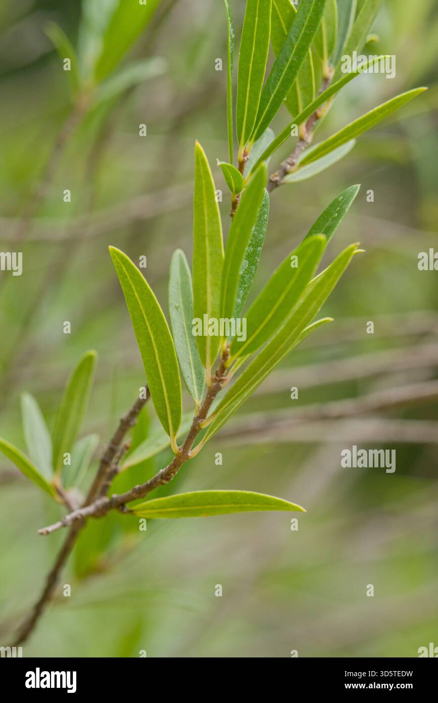 Arbusto mediterraneo sempreverde o piccolo albero con foglie strette lucide e fiori bianchi profumati. Foto Stock