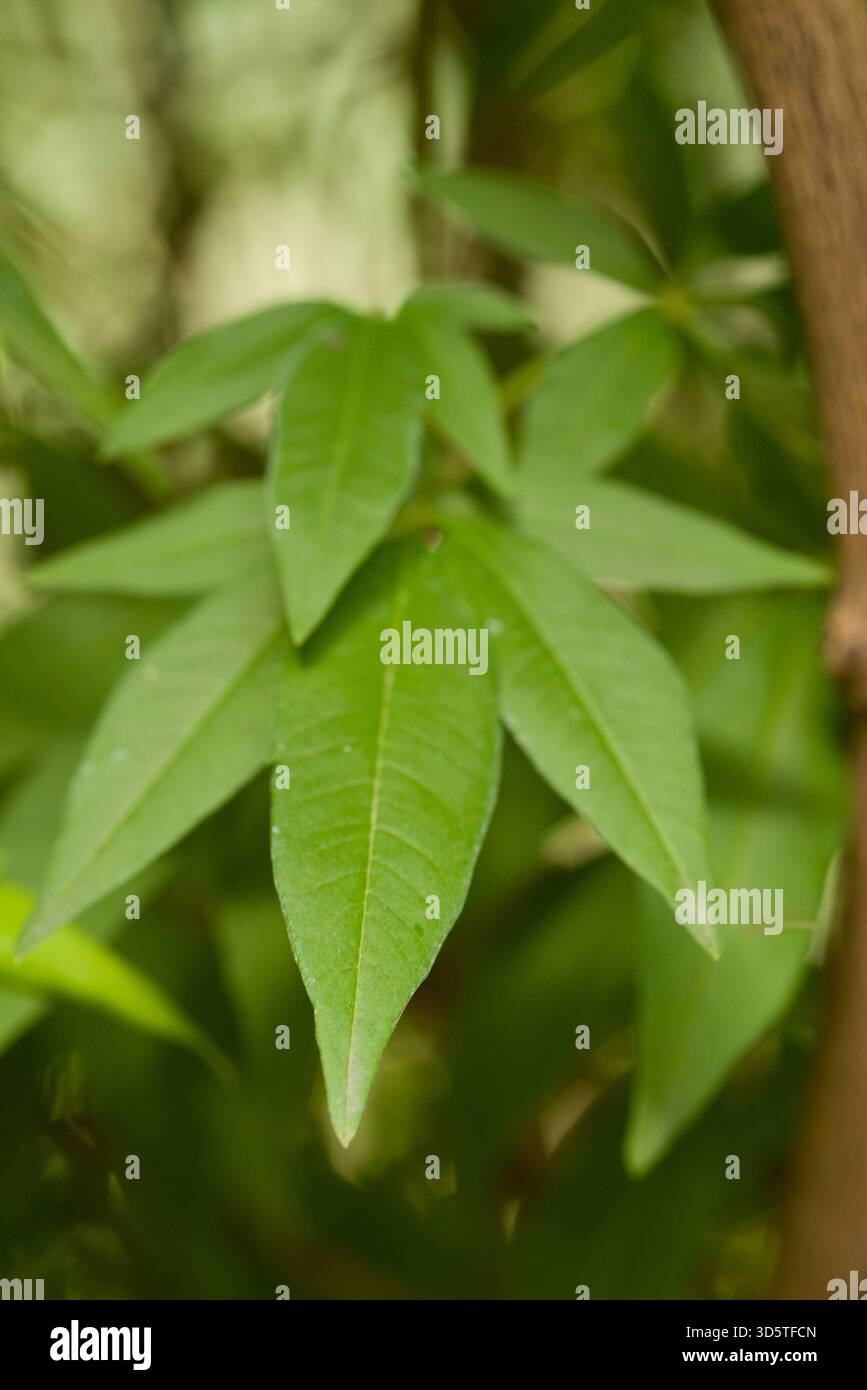 Arbusto mediterraneo con foglie aromatiche palmaticamente divise, noto per i suoi fiori lilla e per i tradizionali usi medicinali. Foto Stock