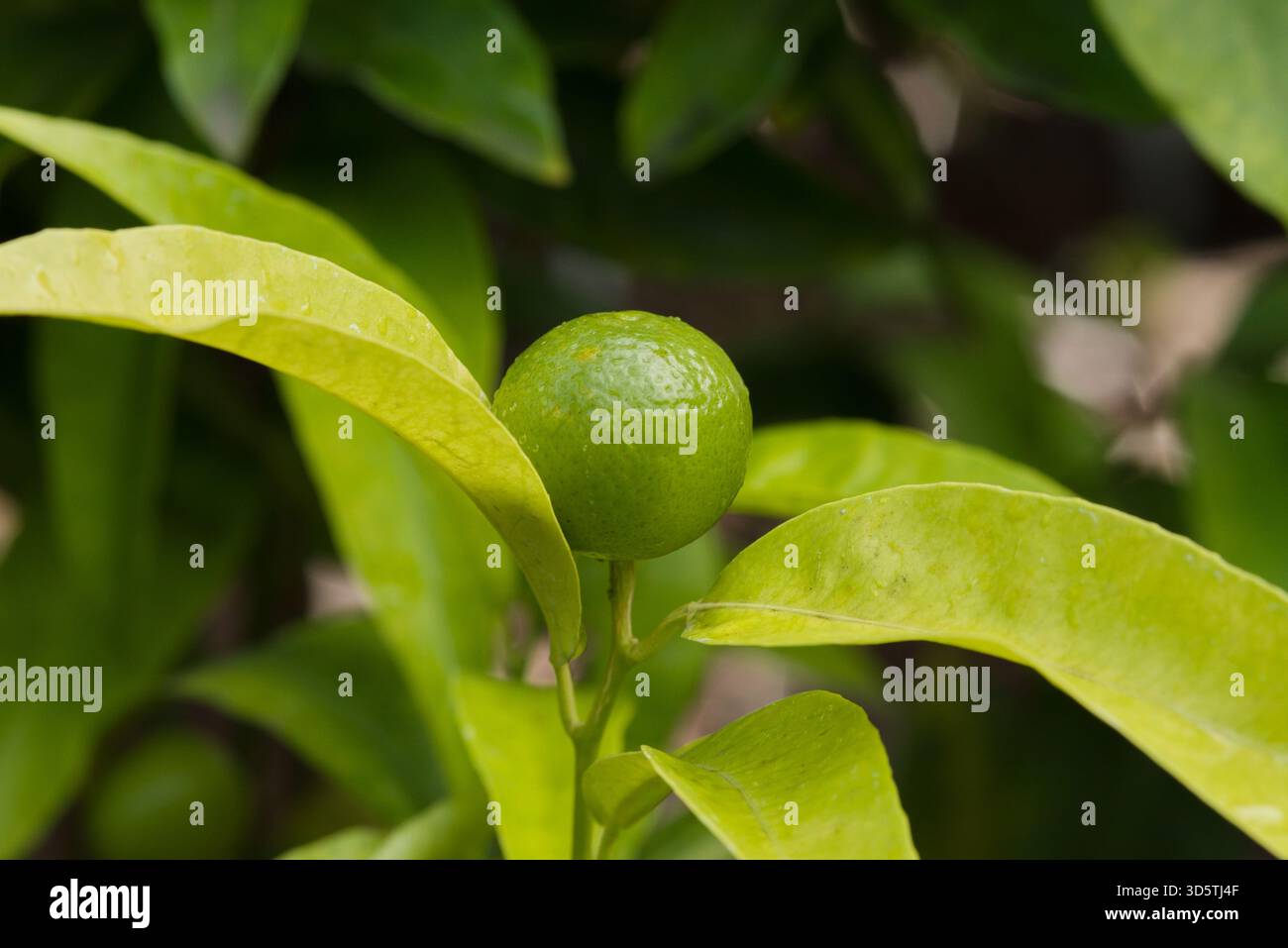 Agrumi verdi non maturi su un ramo con foglie strette e lucide, specie esatte sconosciute ma tipiche degli agrumi coltivati. Foto Stock