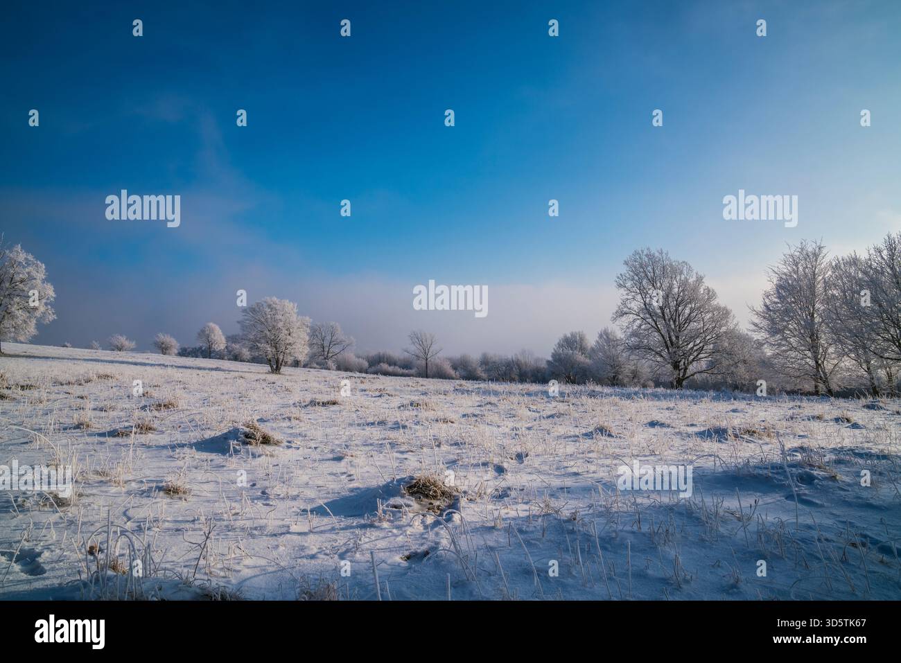 Germania, paesaggio di pascoli ricoperti di neve bianca con nebbia in un freddo paesaggio invernale ghiacciato la magia del mattino presto con cielo blu Foto Stock