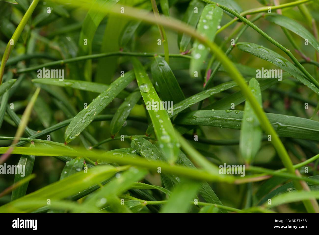 Arrampicata sulla vite australiana con foglie sottili simili a un'erba e piccoli fiori di stagione. Foto Stock