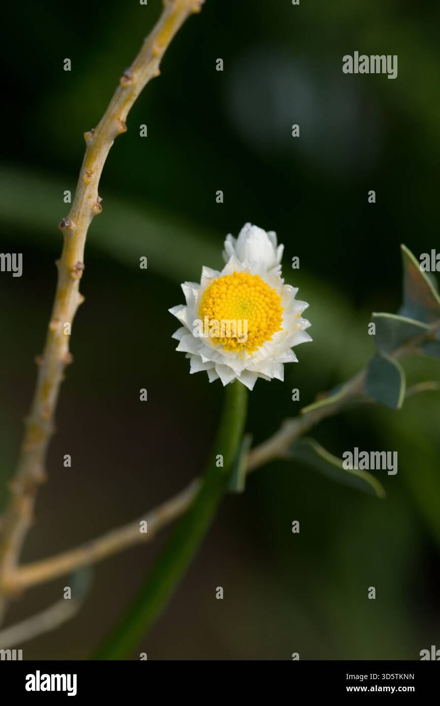 Acacia australiana compatta con foglie triangolari grigio-verdi e fiori di pompon giallo brillante da fine inverno a primavera. Foto Stock